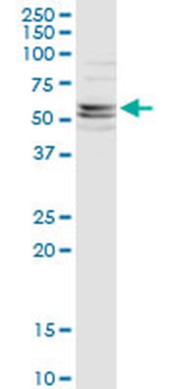 CFLAR Antibody in Western Blot (WB)