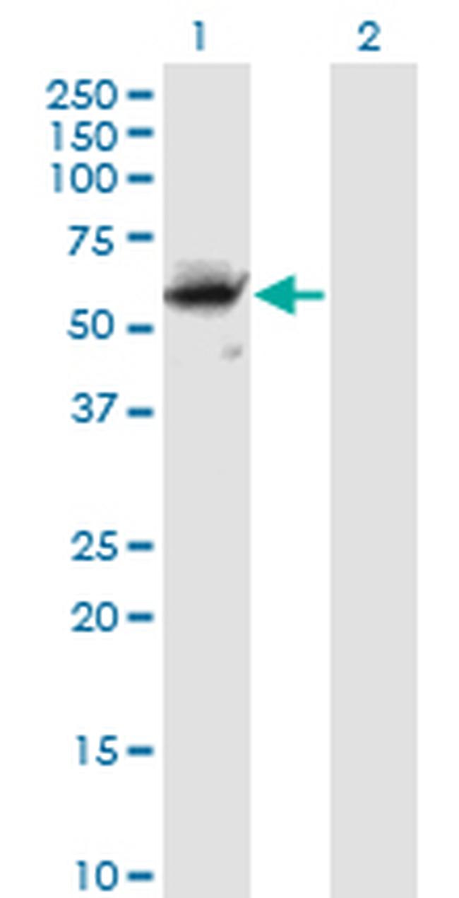 CFLAR Antibody in Western Blot (WB)