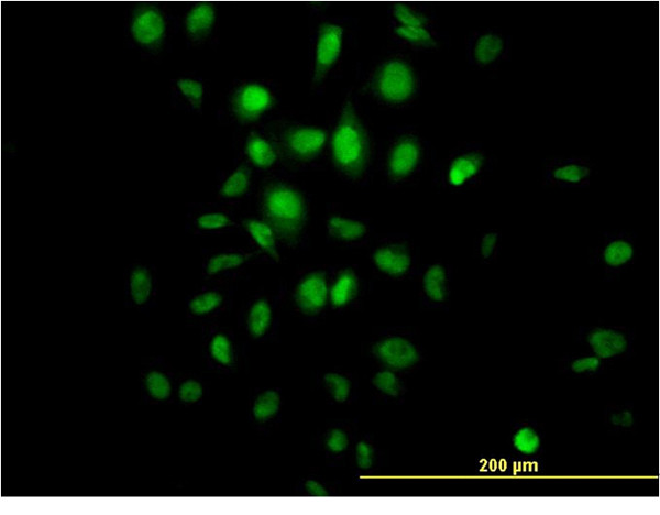 HDAC3 Antibody in Immunocytochemistry (ICC/IF)