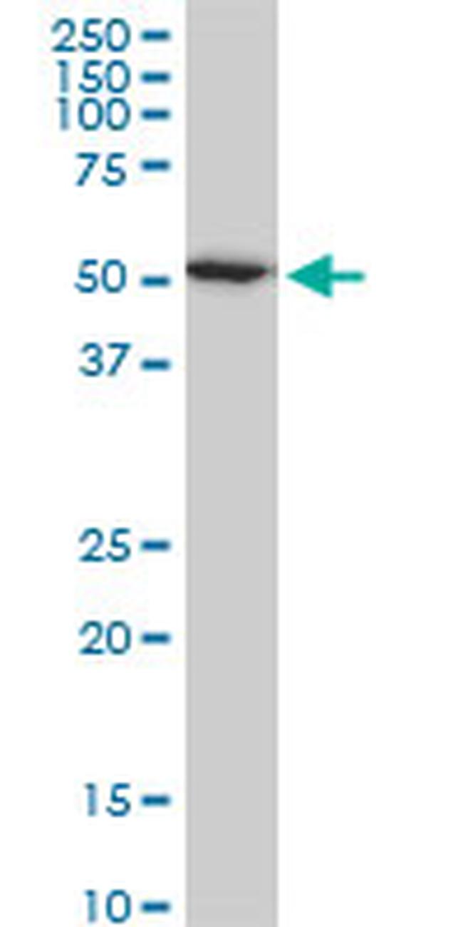 HDAC3 Antibody in Western Blot (WB)