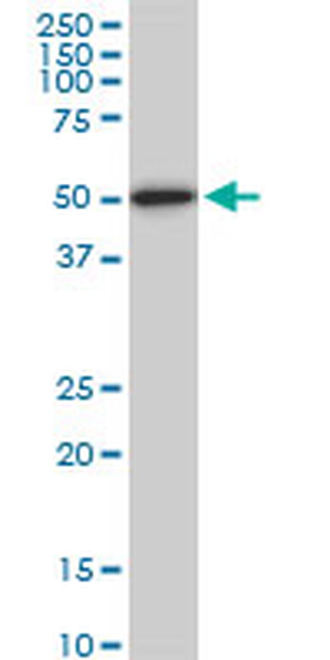 HDAC3 Antibody in Western Blot (WB)