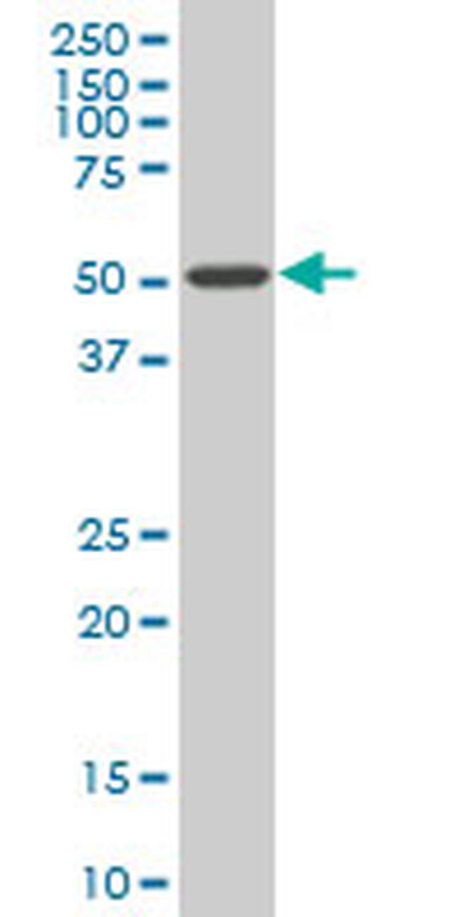 HDAC3 Antibody in Western Blot (WB)