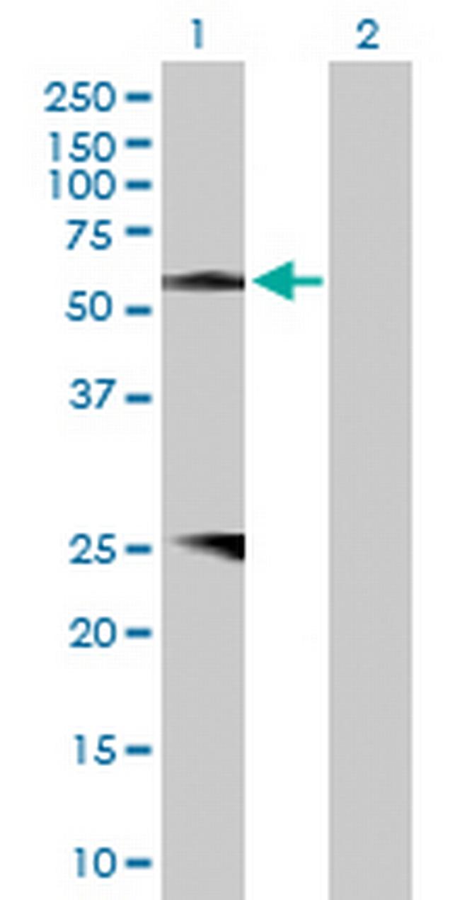 PROZ Antibody in Western Blot (WB)