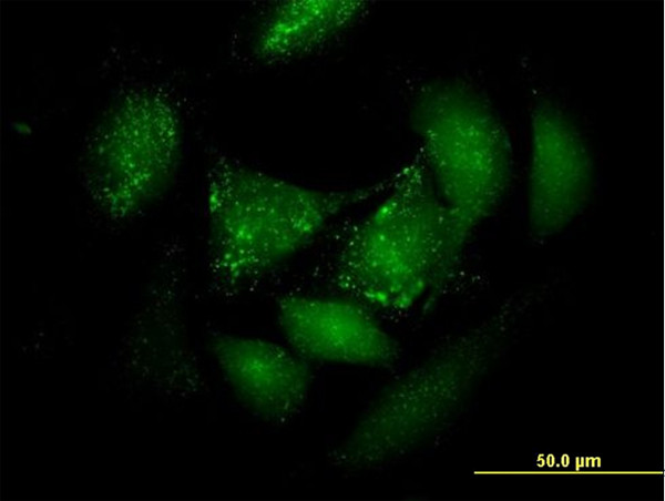 PER3 Antibody in Immunocytochemistry (ICC/IF)