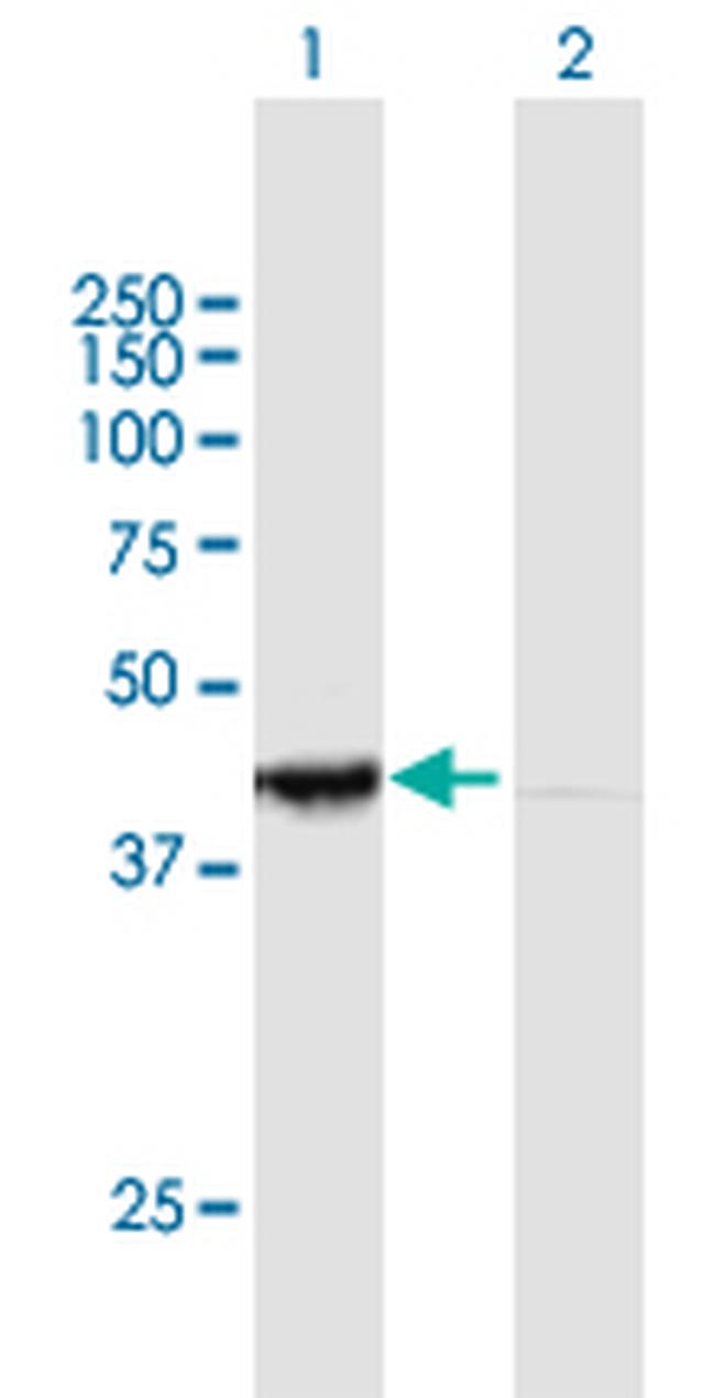 PER3 Antibody in Western Blot (WB)