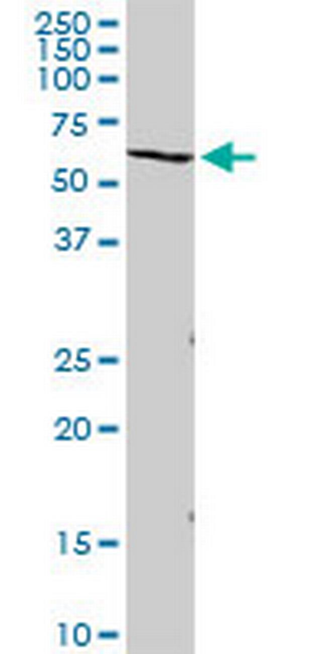 VNN2 Antibody in Western Blot (WB)