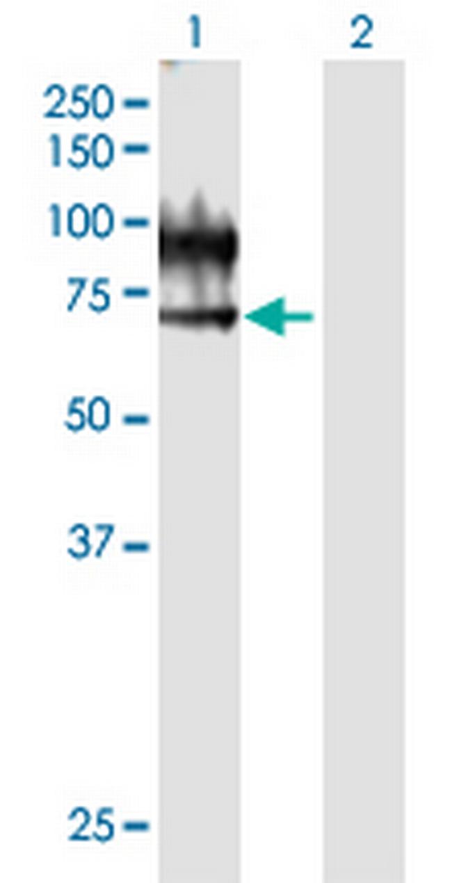 VNN1 Antibody in Western Blot (WB)
