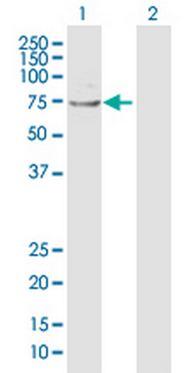 VNN1 Antibody in Western Blot (WB)