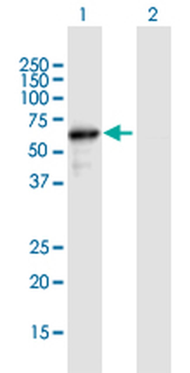 NAE1 Antibody in Western Blot (WB)