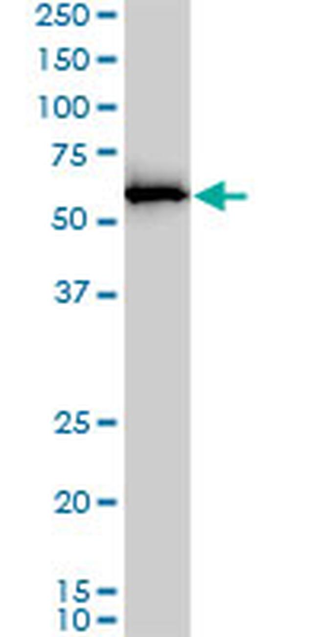 NAE1 Antibody in Western Blot (WB)