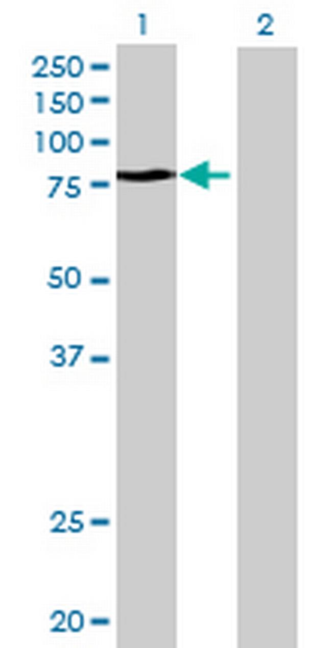 TAX1BP1 Antibody in Western Blot (WB)