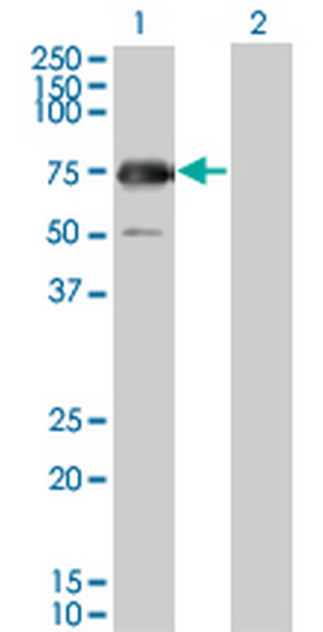 GYG2 Antibody in Western Blot (WB)