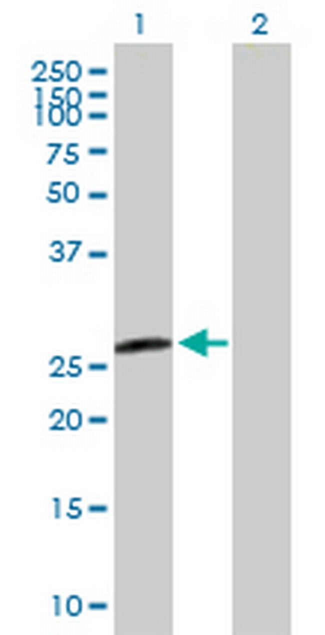 H1FX Antibody in Western Blot (WB)