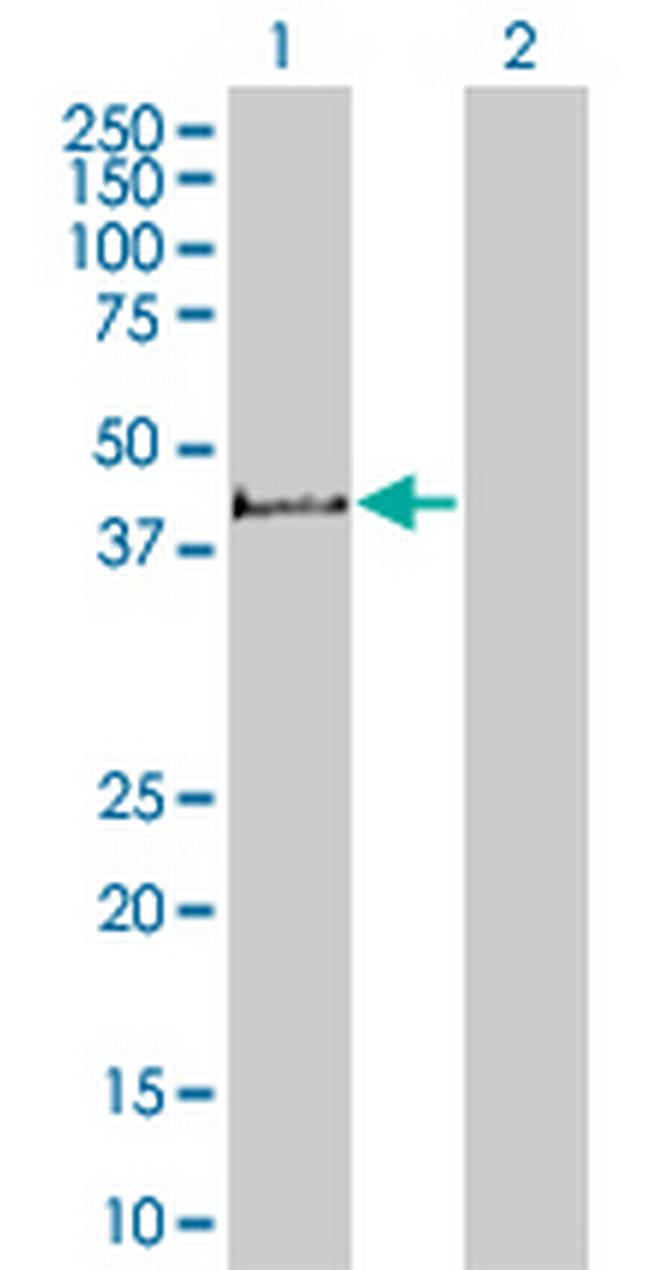 GENX-3414 Antibody in Western Blot (WB)