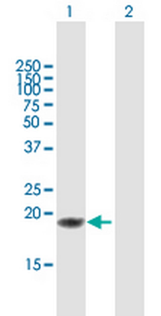 TNFSF18 Antibody in Western Blot (WB)