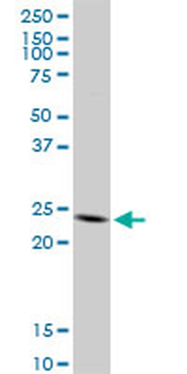 TNFSF18 Antibody in Western Blot (WB)