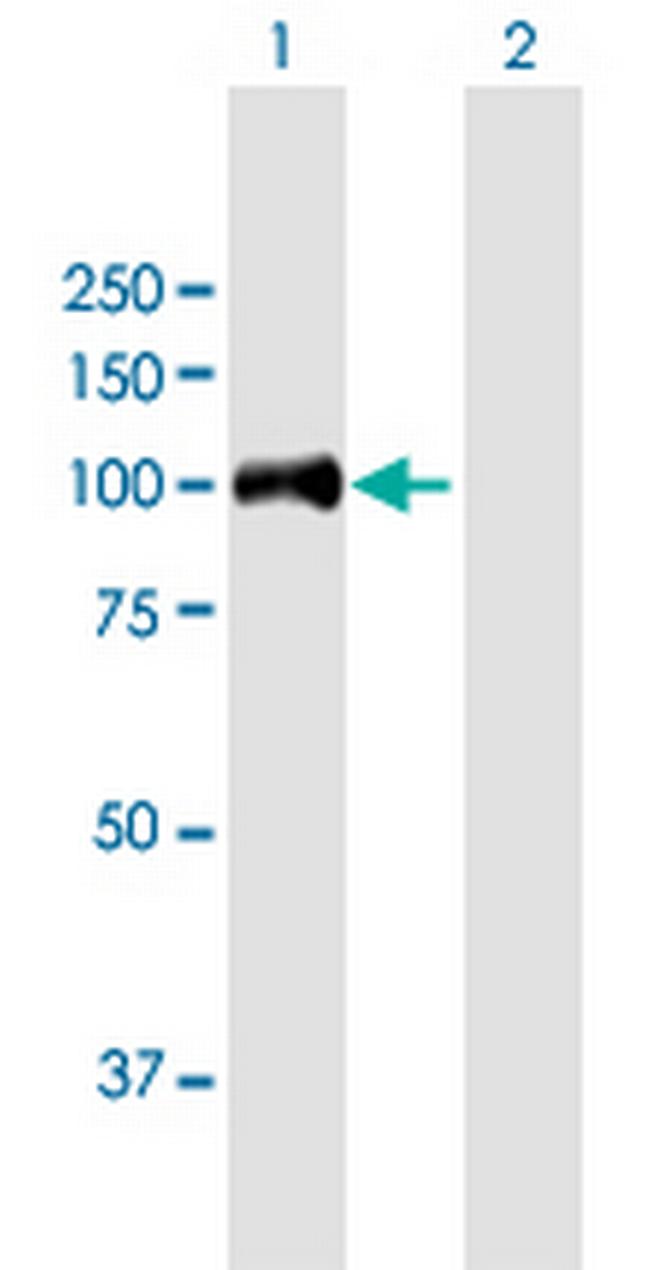 HAP1 Antibody in Western Blot (WB)