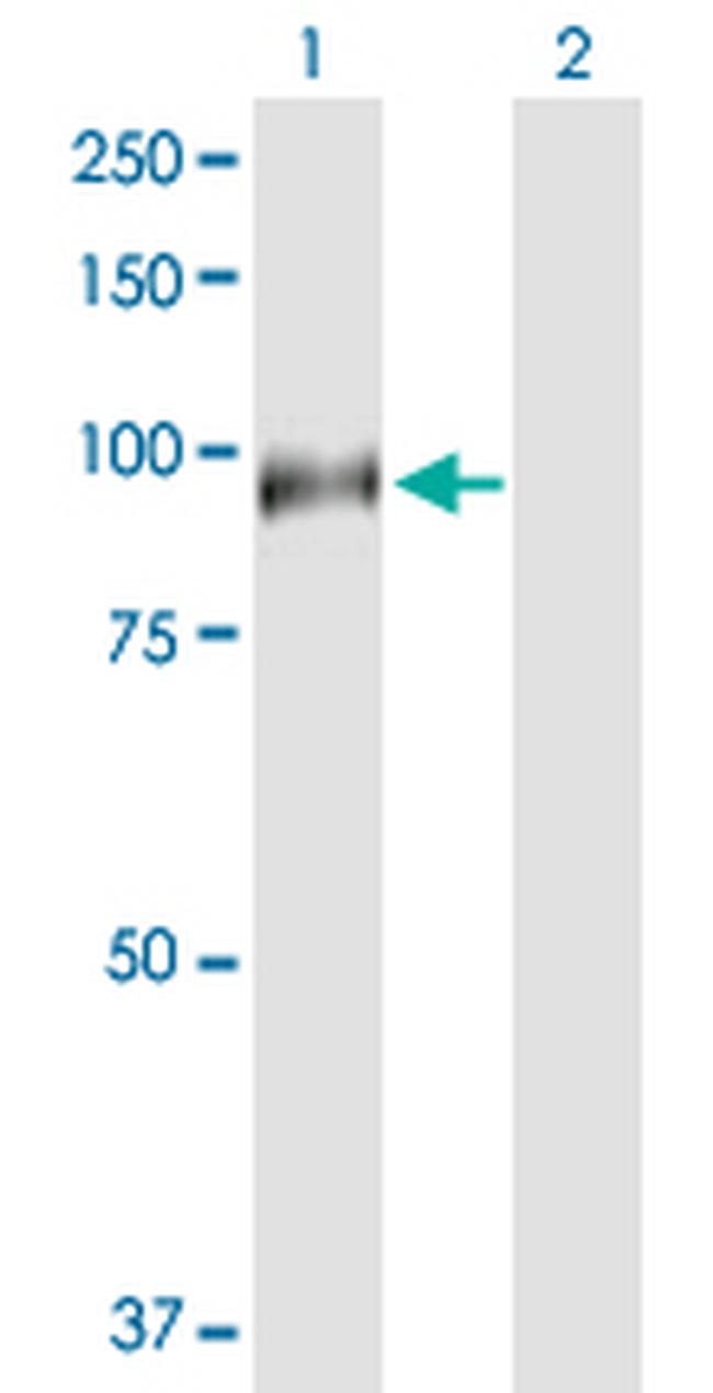 HAP1 Antibody in Western Blot (WB)