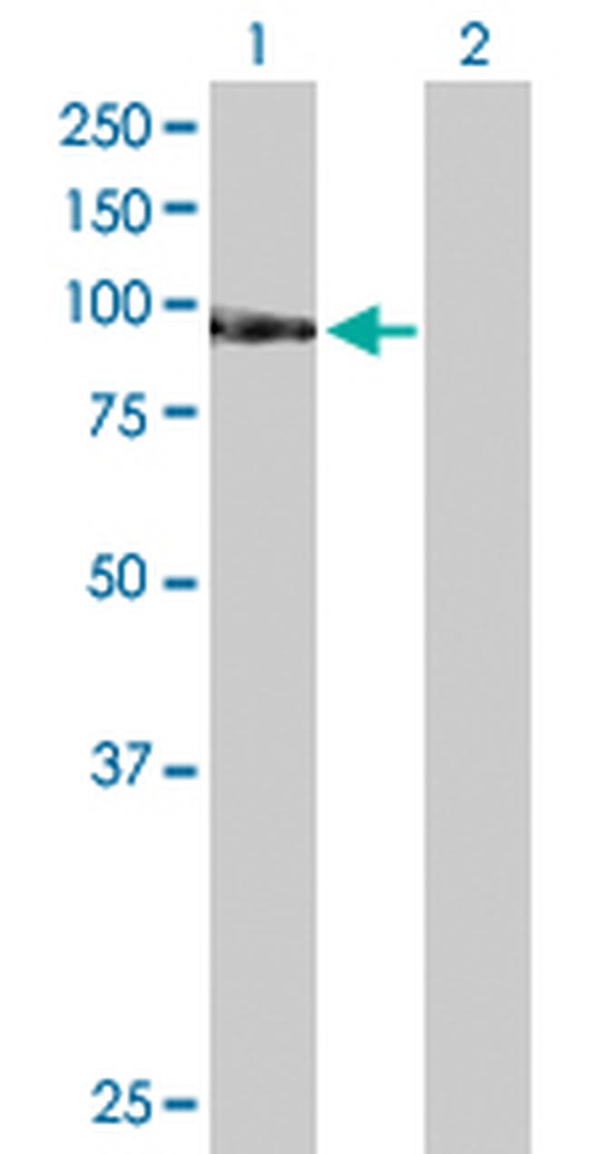 TAF1C Antibody in Western Blot (WB)