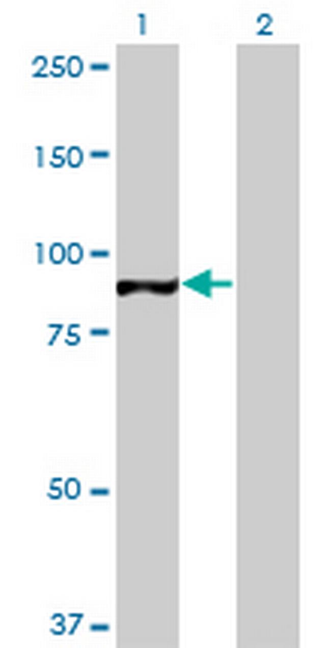 TAF1C Antibody in Western Blot (WB)