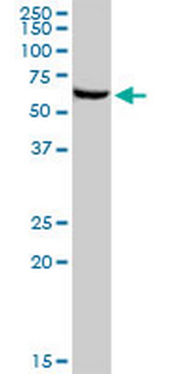 TAF1B Antibody in Western Blot (WB)