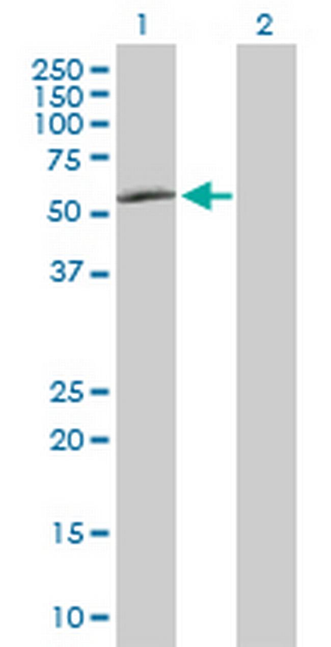 TAF1A Antibody in Western Blot (WB)