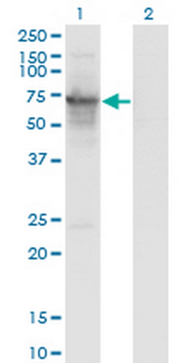 PRC1 Antibody in Western Blot (WB)