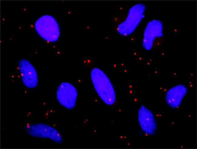 PIAS2 Antibody in Proximity Ligation Assay (PLA) (PLA)