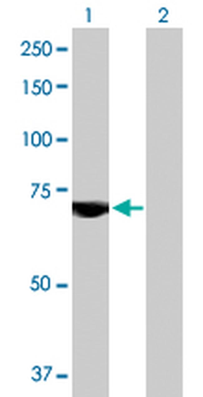 USP2 Antibody in Western Blot (WB)