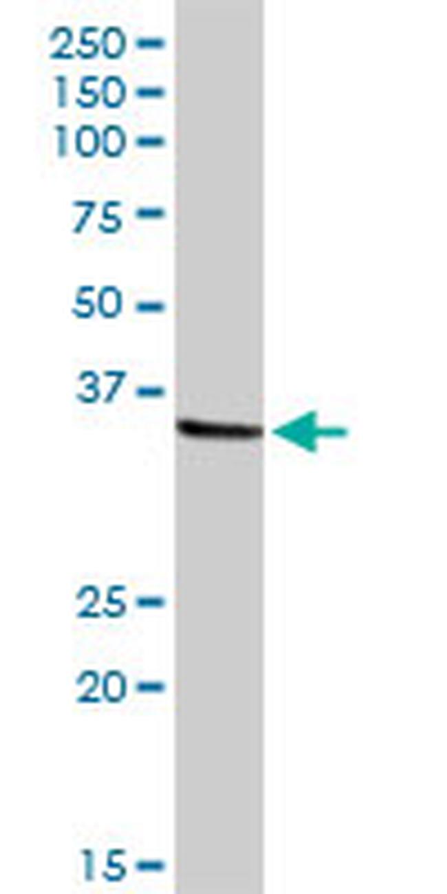 NMI Antibody in Western Blot (WB)