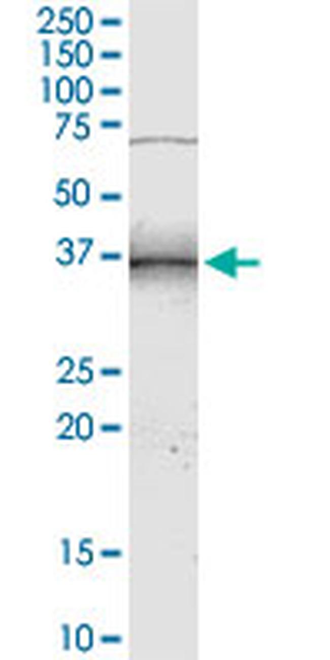 NMI Antibody in Western Blot (WB)