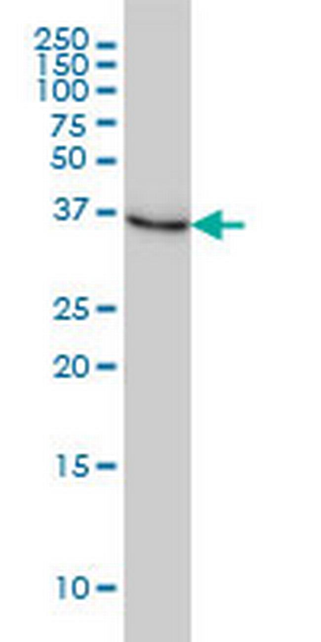 NMI Antibody in Western Blot (WB)