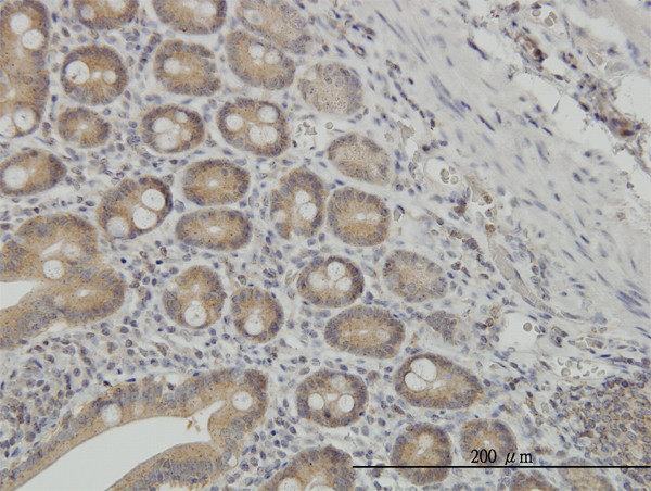 NMI Antibody in Immunohistochemistry (Paraffin) (IHC (P))