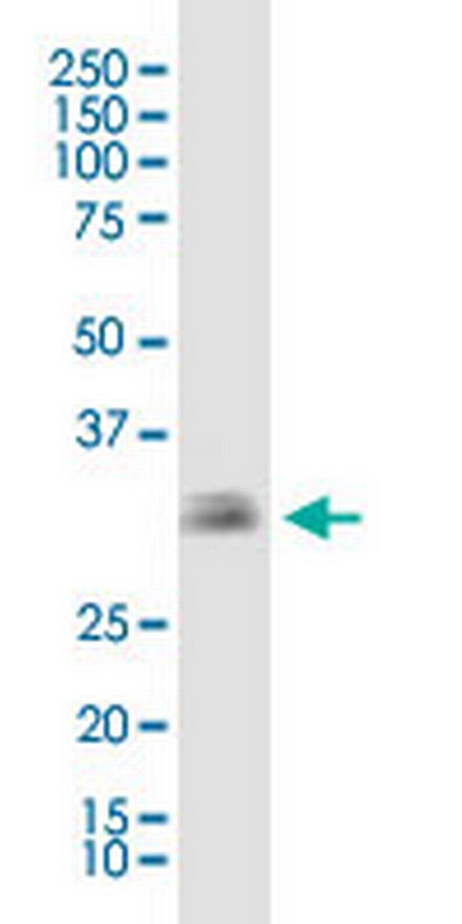 EBAG9 Antibody in Western Blot (WB)