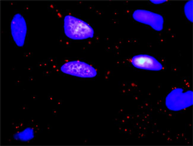 OSMR Antibody in Proximity Ligation Assay (PLA) (PLA)