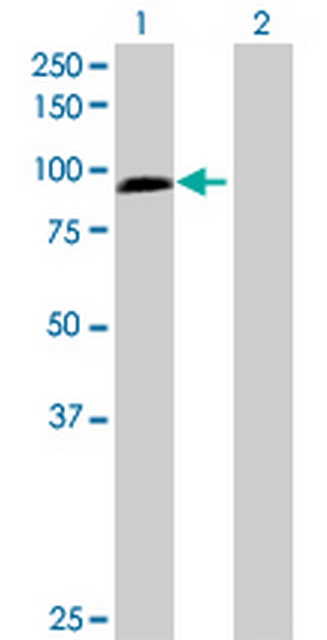 ZW10 Antibody in Western Blot (WB)