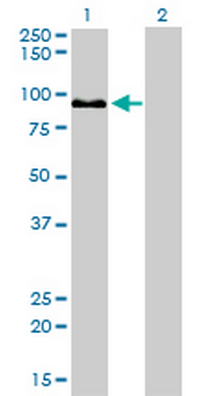 ZW10 Antibody in Western Blot (WB)