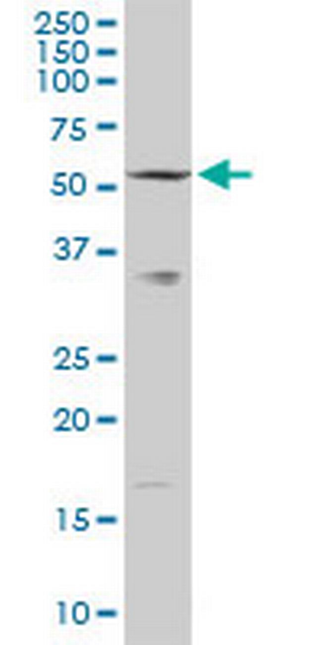 SLC33A1 Antibody in Western Blot (WB)