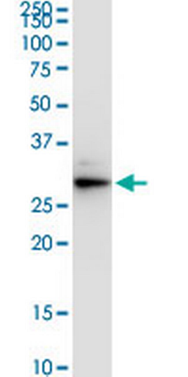 VAPA Antibody in Western Blot (WB)