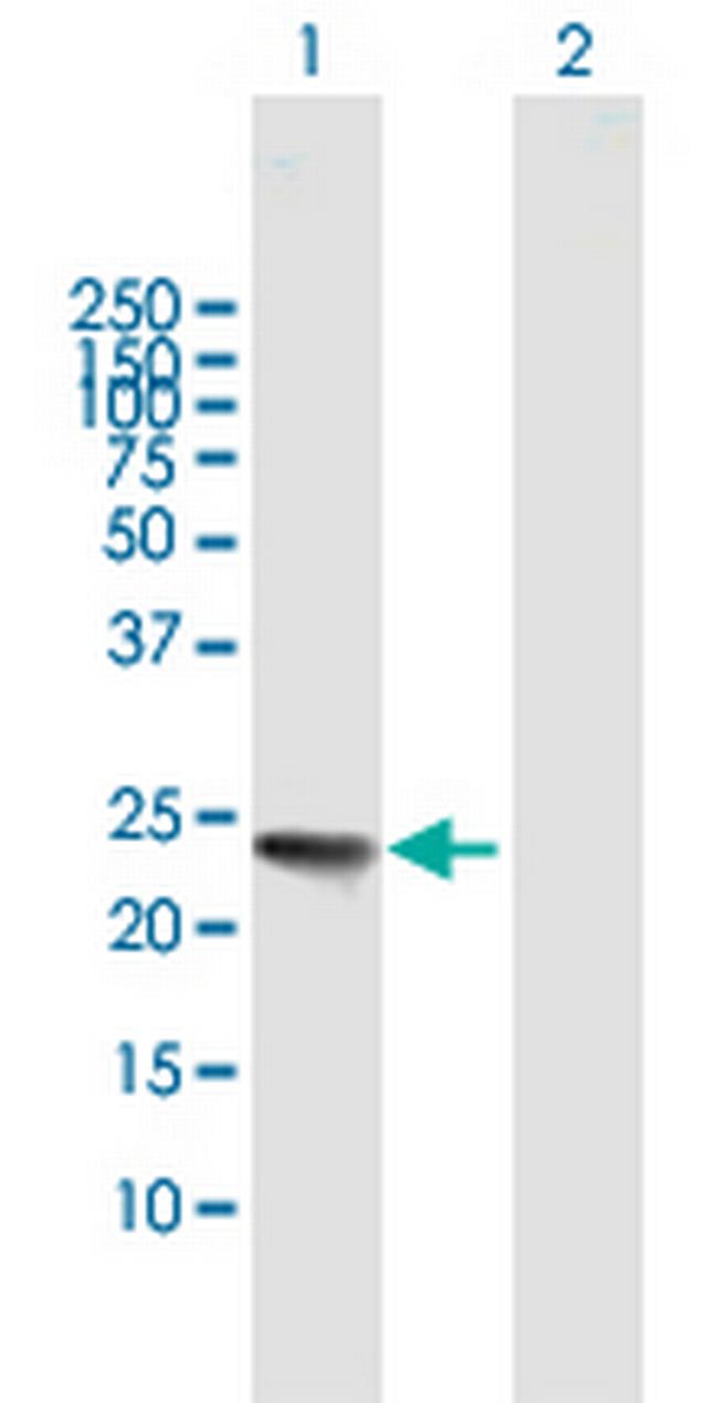 IL32 Antibody in Western Blot (WB)