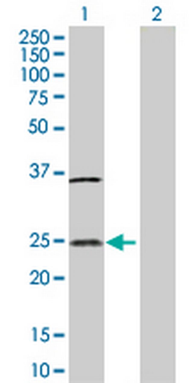 IL32 Antibody in Western Blot (WB)