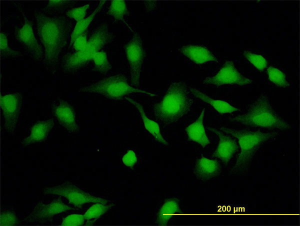 CYTH2 Antibody in Immunocytochemistry (ICC/IF)