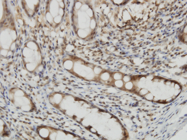 CYTH2 Antibody in Immunohistochemistry (Paraffin) (IHC (P))