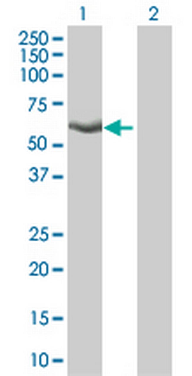 KLF4 Antibody in Western Blot (WB)