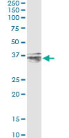 CER1 Antibody in Immunoprecipitation (IP)