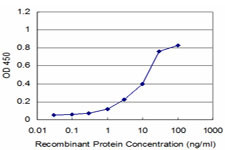 RAB9A Antibody in ELISA (ELISA)