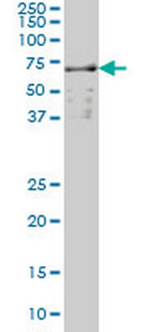 SLC22A13 Antibody in Western Blot (WB)