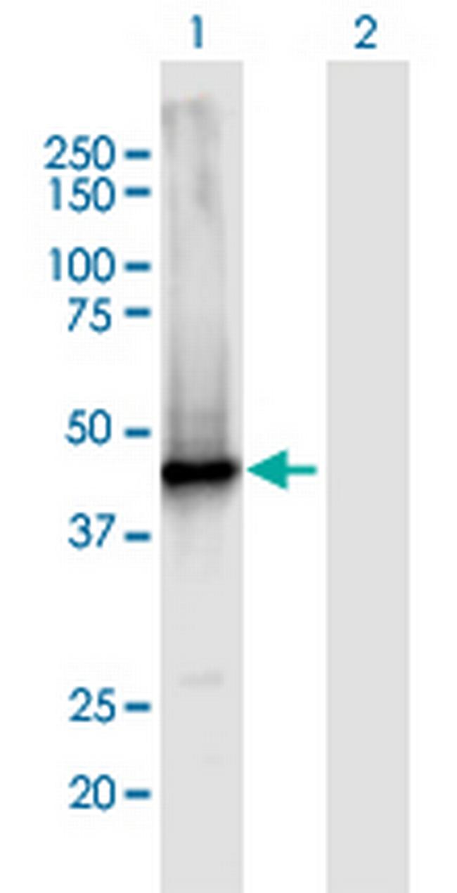 AIM2 Antibody in Western Blot (WB)