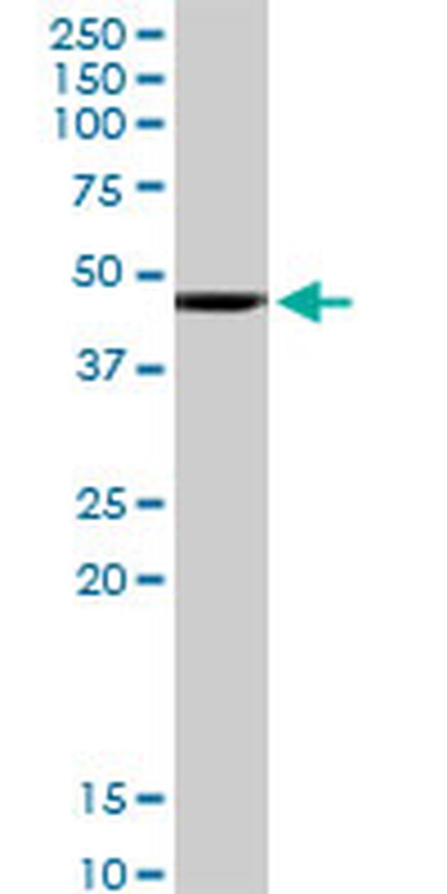 HOMER1 Antibody in Western Blot (WB)