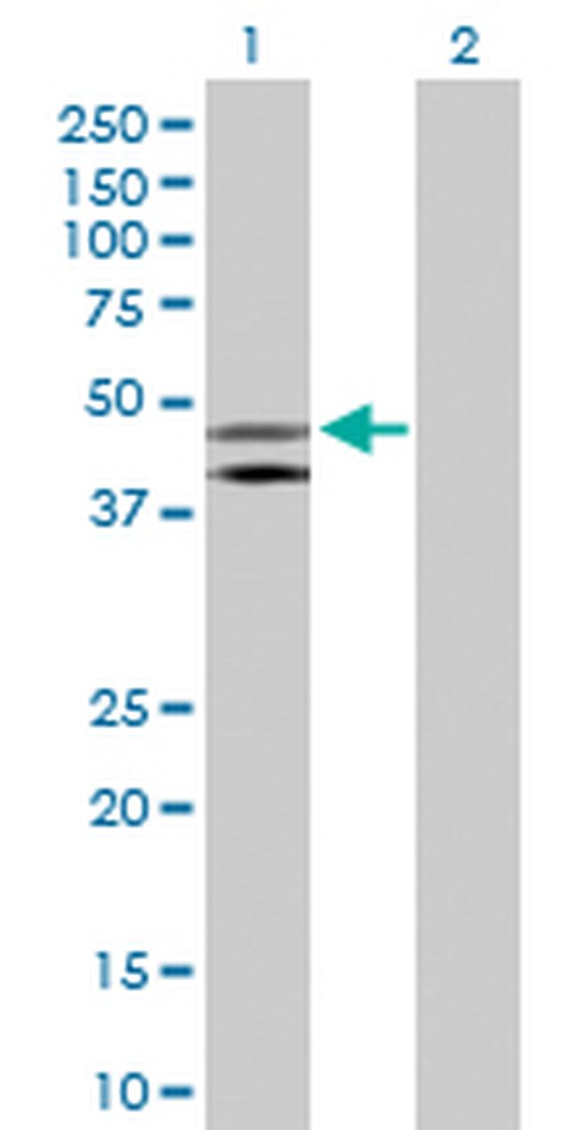 HOMER1 Antibody in Western Blot (WB)